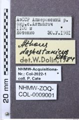 Etiketten zu Athous daghestanicus (NHMW-ZOO-COL-0009001)